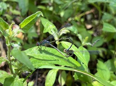 Pseudagrion sudanicum