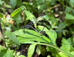 Pseudagrion sudanicum