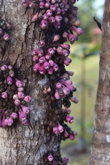 Syzygium acre