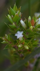 Styphelia appressa