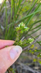 Styphelia appressa