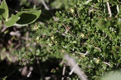 Galium nuttallii