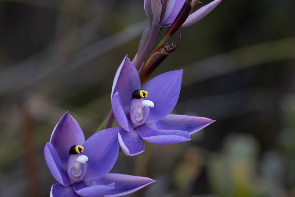 Thelymitra granitora