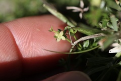 Galium nuttallii