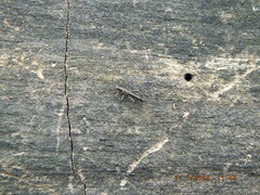 Allocapnia vivipara