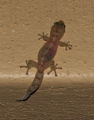 Afroedura nivaria