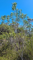 Persoonia lanceolata