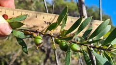 Persoonia lanceolata