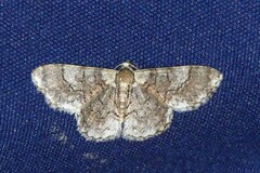 Myrioblephara pingasoides