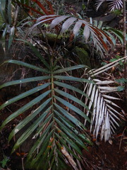 Chambeyronia divaricata