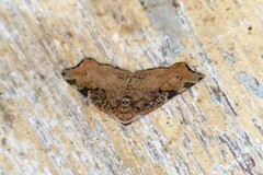 Achrosis costimaculata