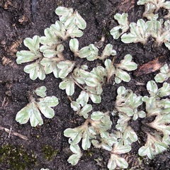 Riccia