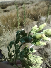 Erigeron sumatrensis