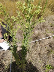 Erigeron sumatrensis