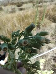 Erigeron sumatrensis