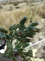 Erigeron sumatrensis