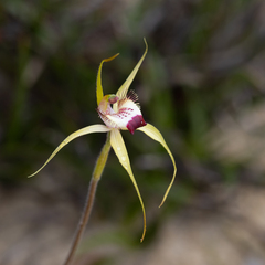 Caladenia granitora
