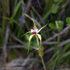 Caladenia granitora