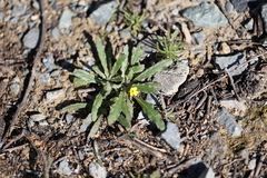 Camissoniopsis