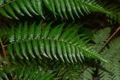 Alsophila leichhardtiana