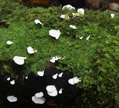 Favolaschia pustulosa