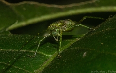 Phricta aberrans