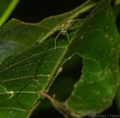 Phricta aberrans