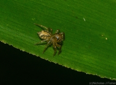 Prostheclina pallida