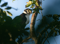 Micrastur semitorquatus