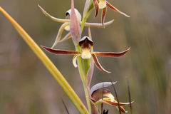 Lyperanthus serratus