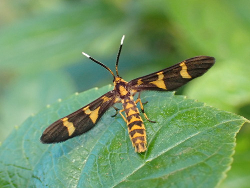 Pseudonaclia bifasciata