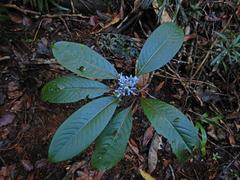 Psychotria poissoniana