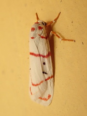 Cyana pretoriae
