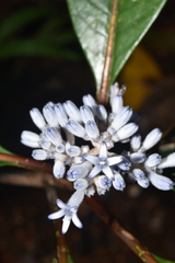 Psychotria poissoniana