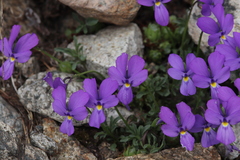 Viola valderia