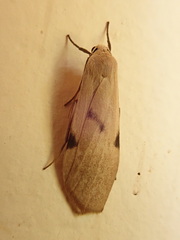 Arctiinae