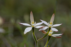 Caladenia marginata
