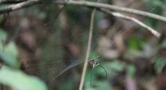 Macracantha arcuata