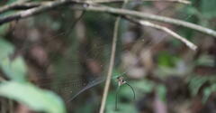 Macracantha arcuata
