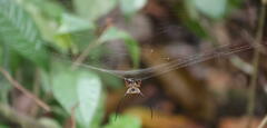 Macracantha arcuata