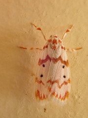 Arctiinae