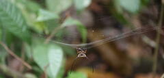 Macracantha arcuata