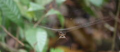 Macracantha arcuata