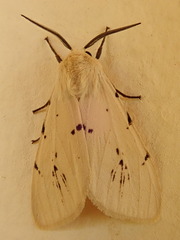 Arctiinae