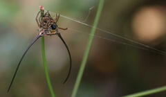 Macracantha arcuata