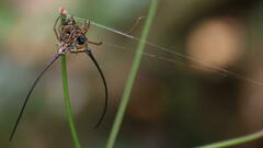 Macracantha arcuata