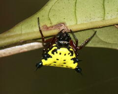 Gasteracanthinae