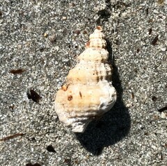 Cymatiella