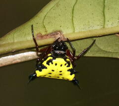 Gasteracanthinae