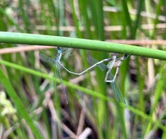 Lestes uncifer